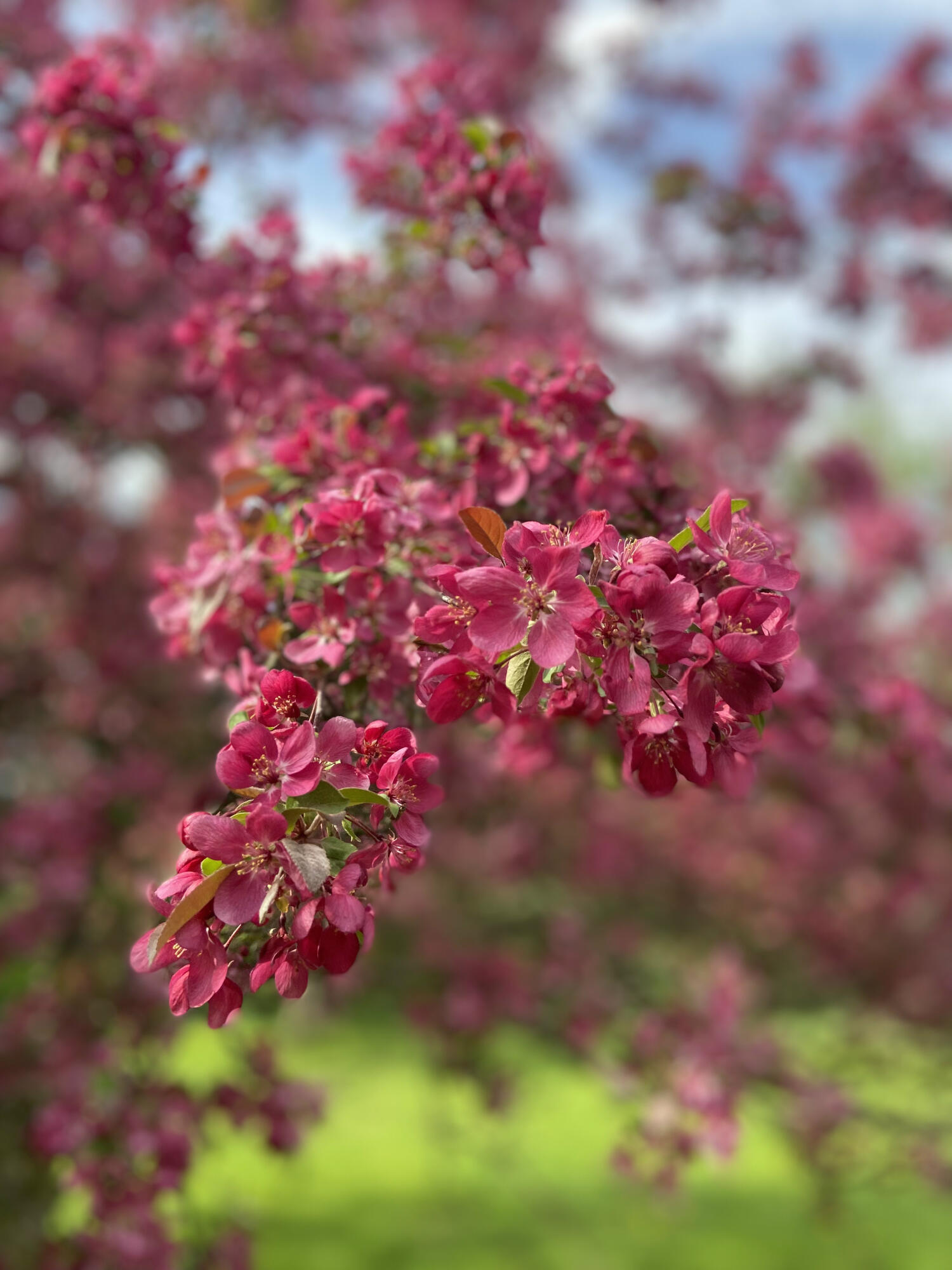 134 Doster Road Plainwell, MI 49080 - Photo 29 of 31 IMG_1826 (2)