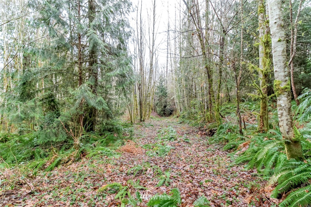 3009 Whiteman Road Southwest Lakebay, WA 98349 - Photo 22 of 35 a view of a forest with trees in the background