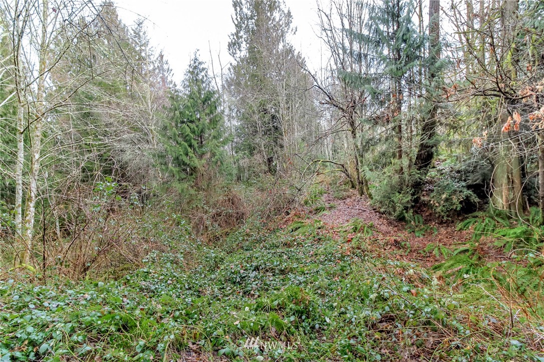3009 Whiteman Road Southwest Lakebay, WA 98349 - Photo 24 of 35 a view of a forest with lots of trees