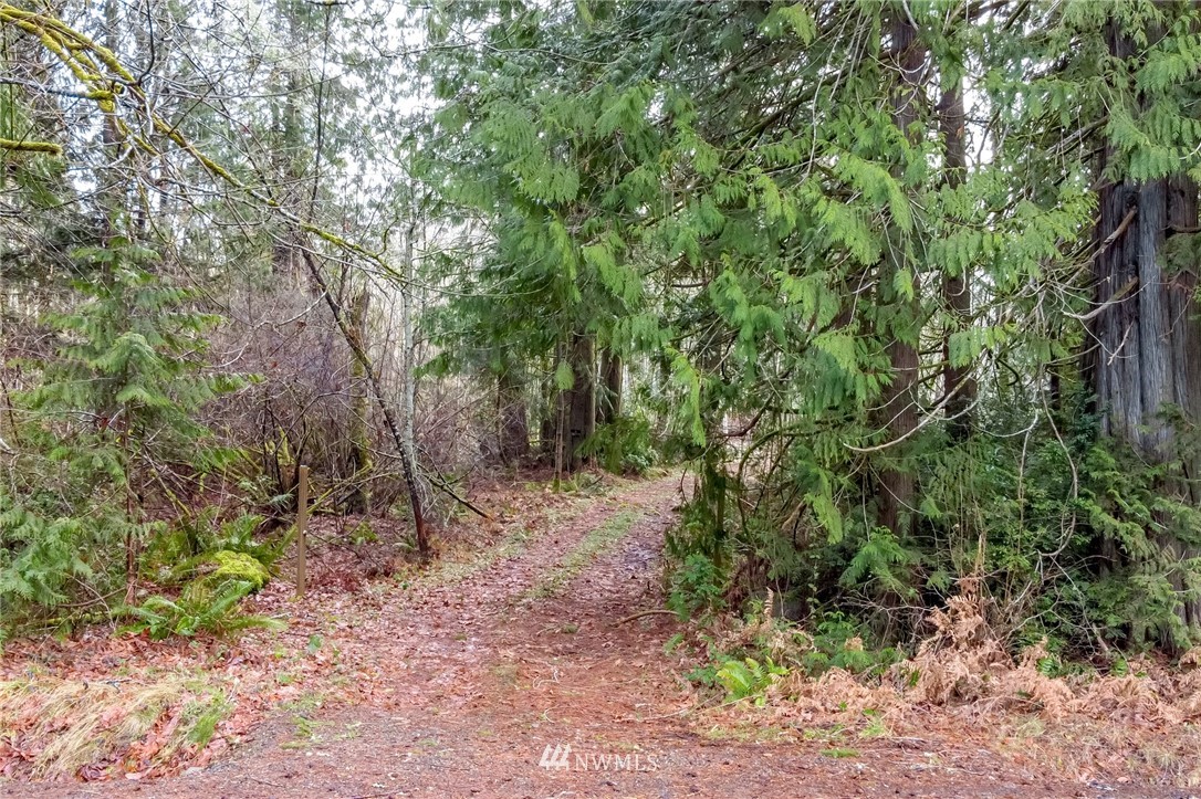 3009 Whiteman Road Southwest Lakebay, WA 98349 - Photo 3 of 35 a view of a forest with trees in the background