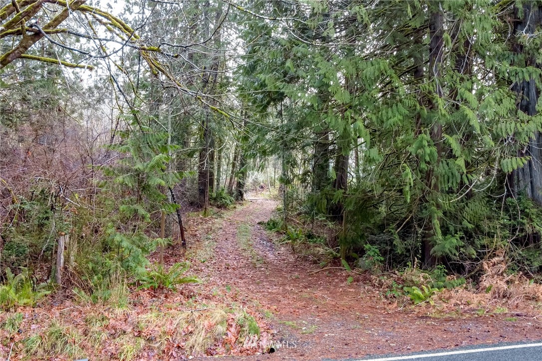 3009 Whiteman Road Southwest Lakebay, WA 98349 - Photo 4 of 35 a view of a forest with trees in the background