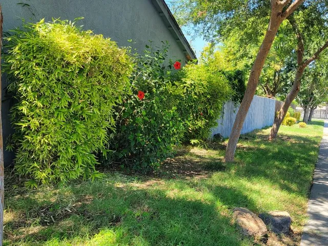 a view of a backyard