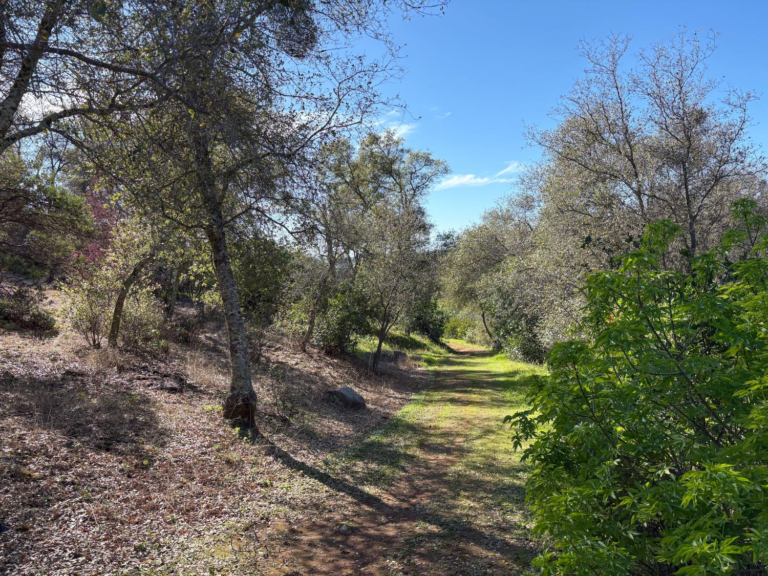 2920 Martel Creek Road Rescue, CA 95672 - Photo 68 of 69 a view of outdoor space with trees all around