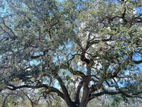 a view of tree