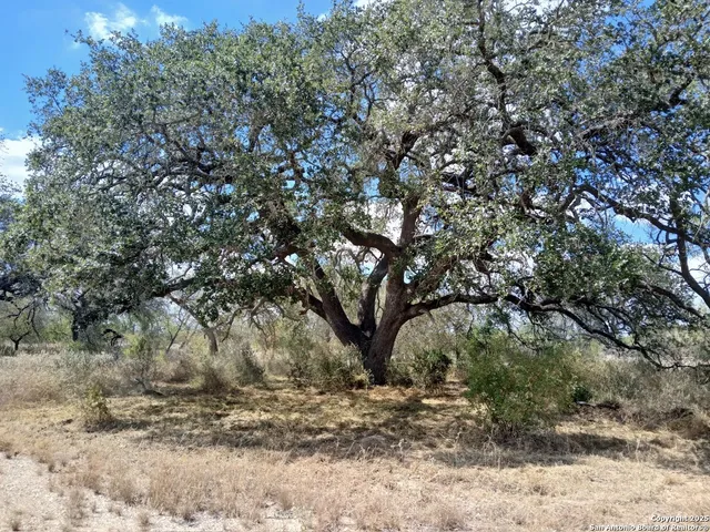 a view of a large tree