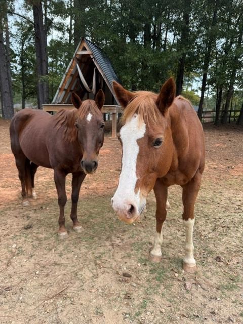 1014 Chinquapin Road Greenwood, SC 29646 - Photo 34 of 37 plenty of room for horses or farm animals