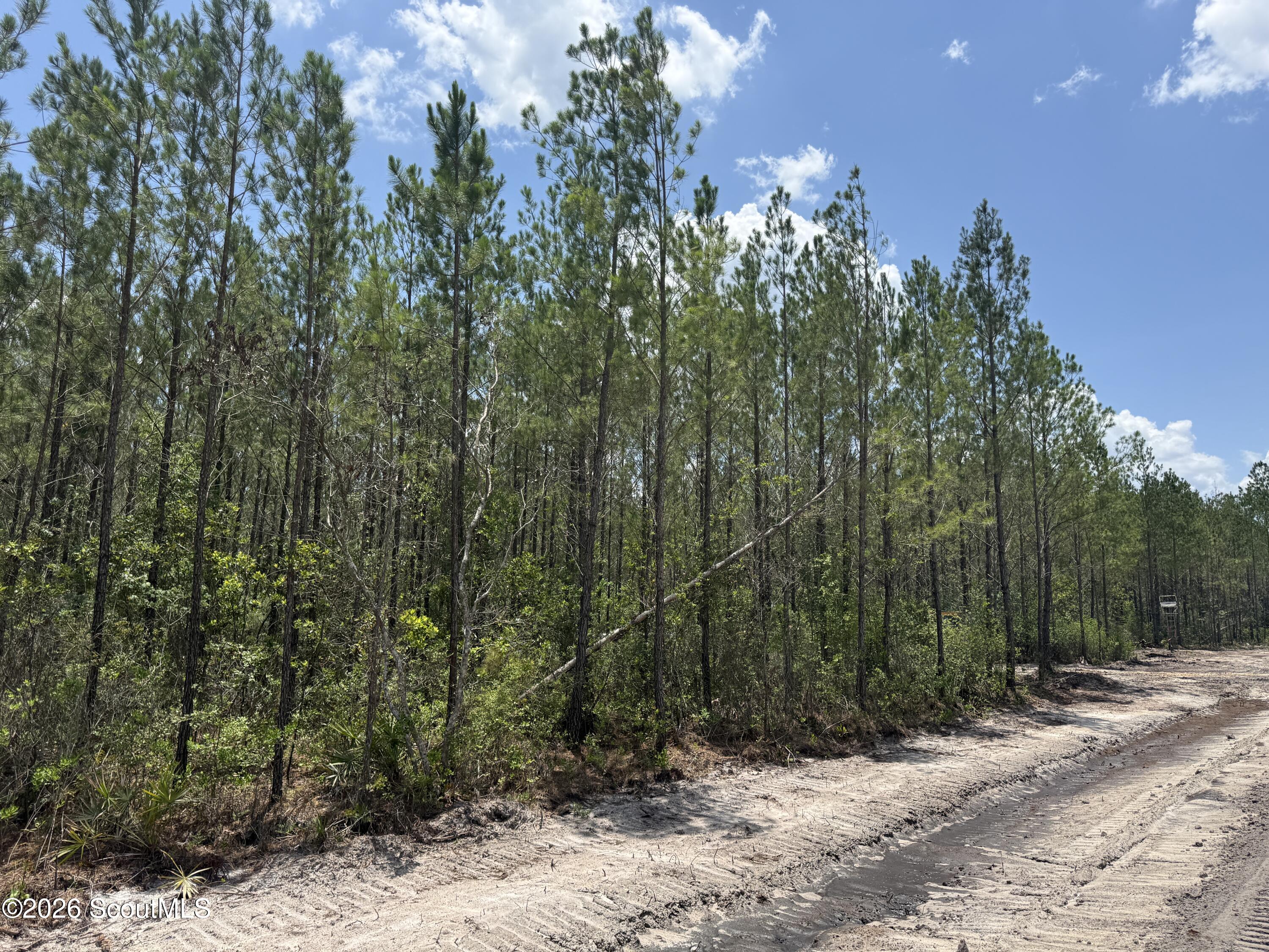 Lot 10 Corbitt Road, Unit LOT 10 Manor, GA 31550 - Photo 2 of 8 IMG_8061
