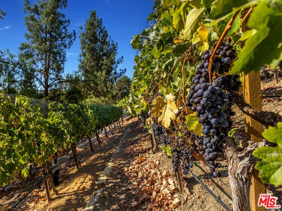 25045 Jim Bridger Road Hidden Hills, CA 91302 - Photo 8 of 52 a view of a tree