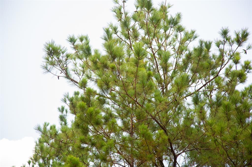 0 Fm 352 Corrigan, TX 75939 - Photo 5 of 9 a backyard of a house