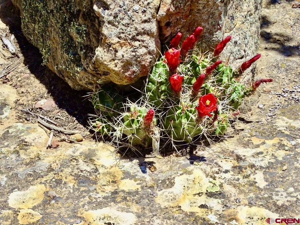 955 County Road 303, Unit CROSS CANYON RANCH Cebolla, NM 87518 - Photo 14 of 44 a view of a flower in a yard