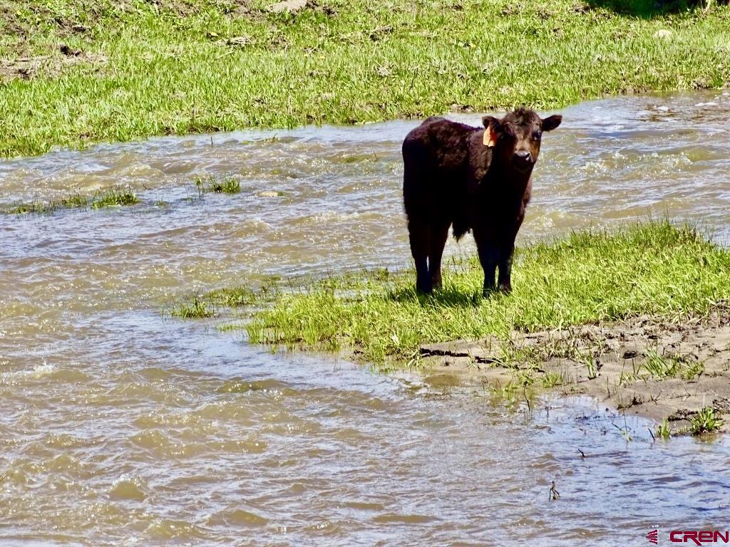 955 County Road 303, Unit CROSS CANYON RANCH Cebolla, NM 87518 - Photo 19 of 44 a view of a garden area with potted plants