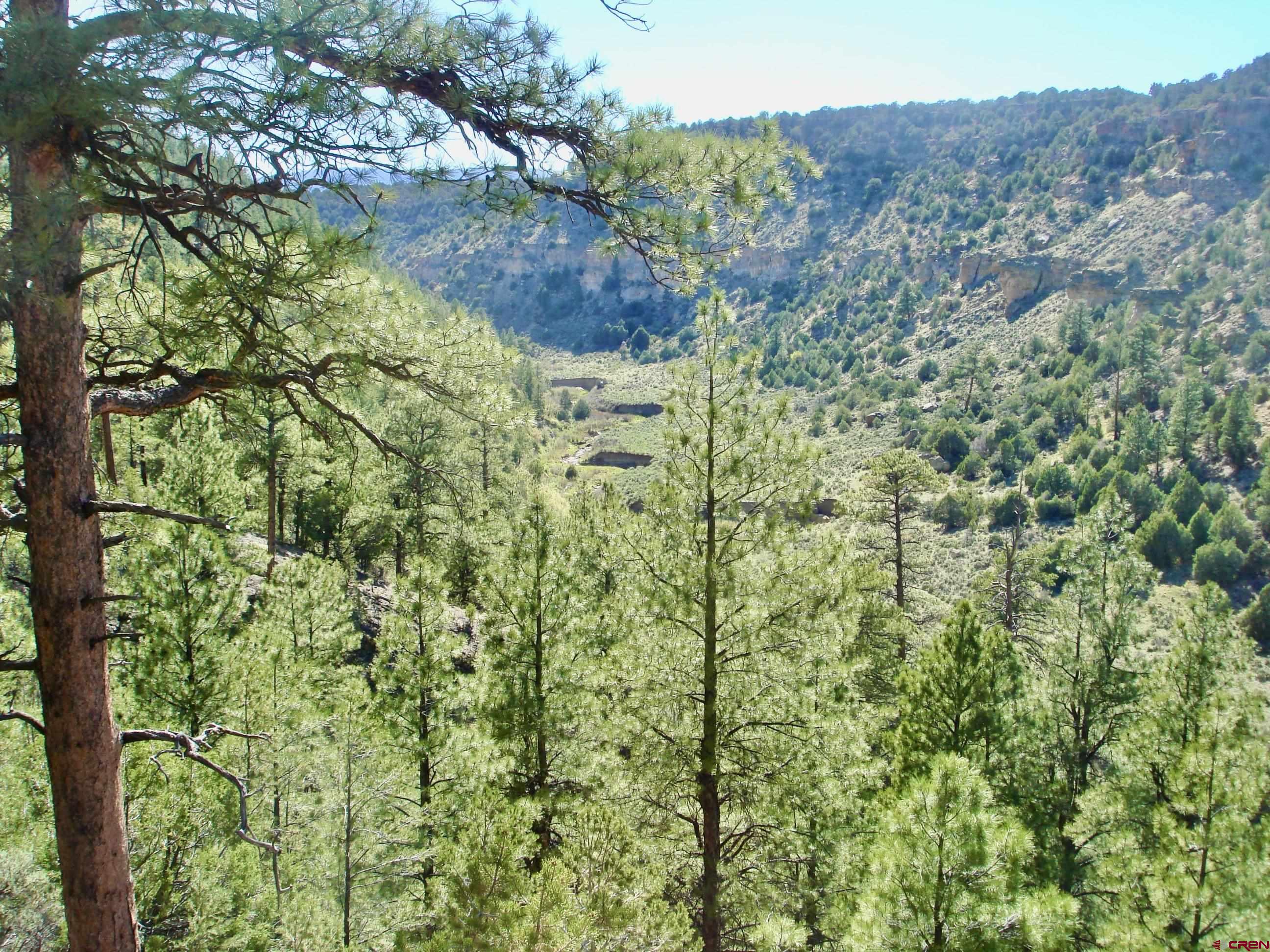 955 County Road 303, Unit CROSS CANYON RANCH Cebolla, NM 87518 - Photo 35 of 44 a view of a forest with a tree