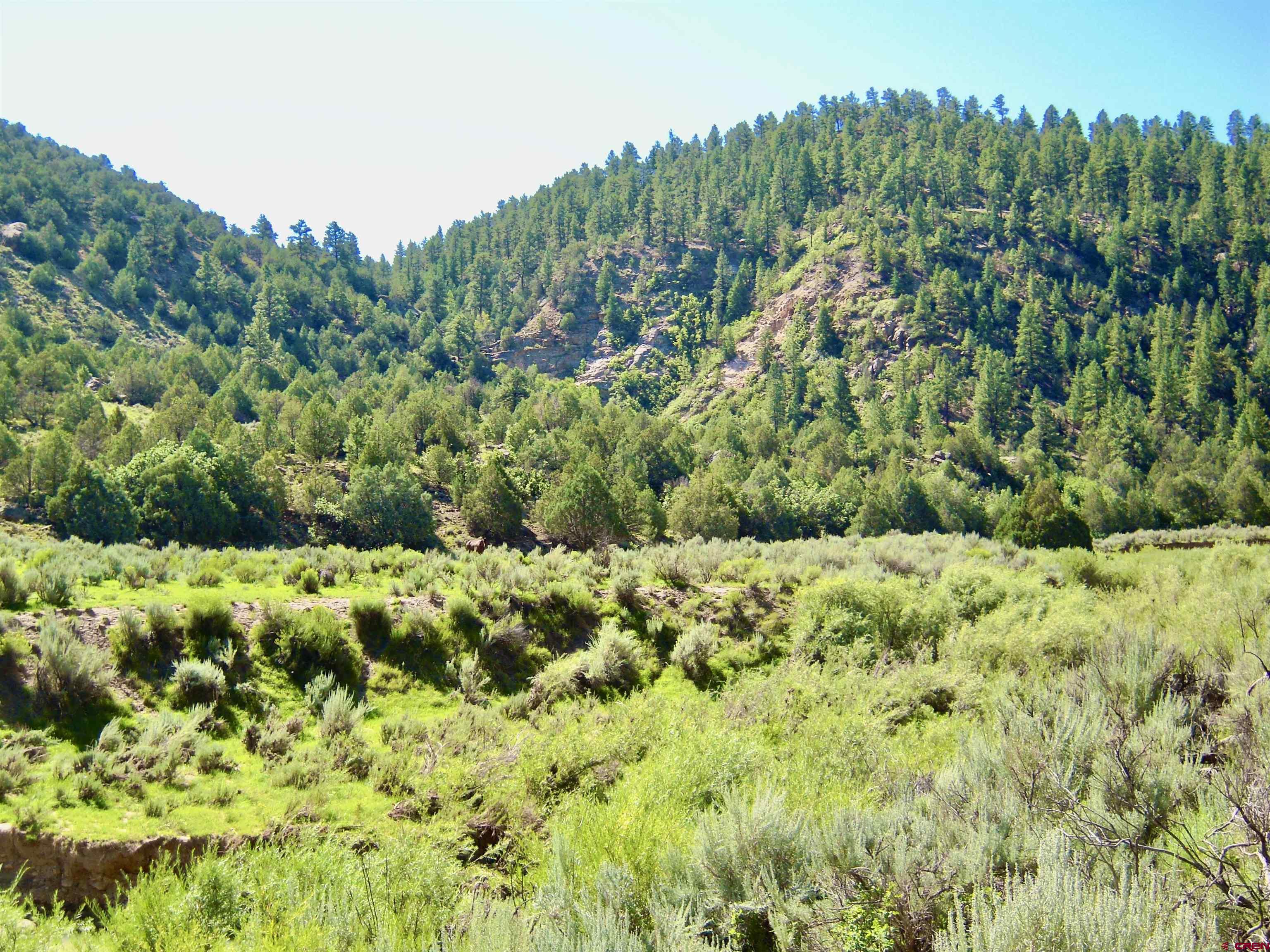 955 County Road 303, Unit CROSS CANYON RANCH Cebolla, NM 87518 - Photo 39 of 44 a view of a lush green forest with trees in the background