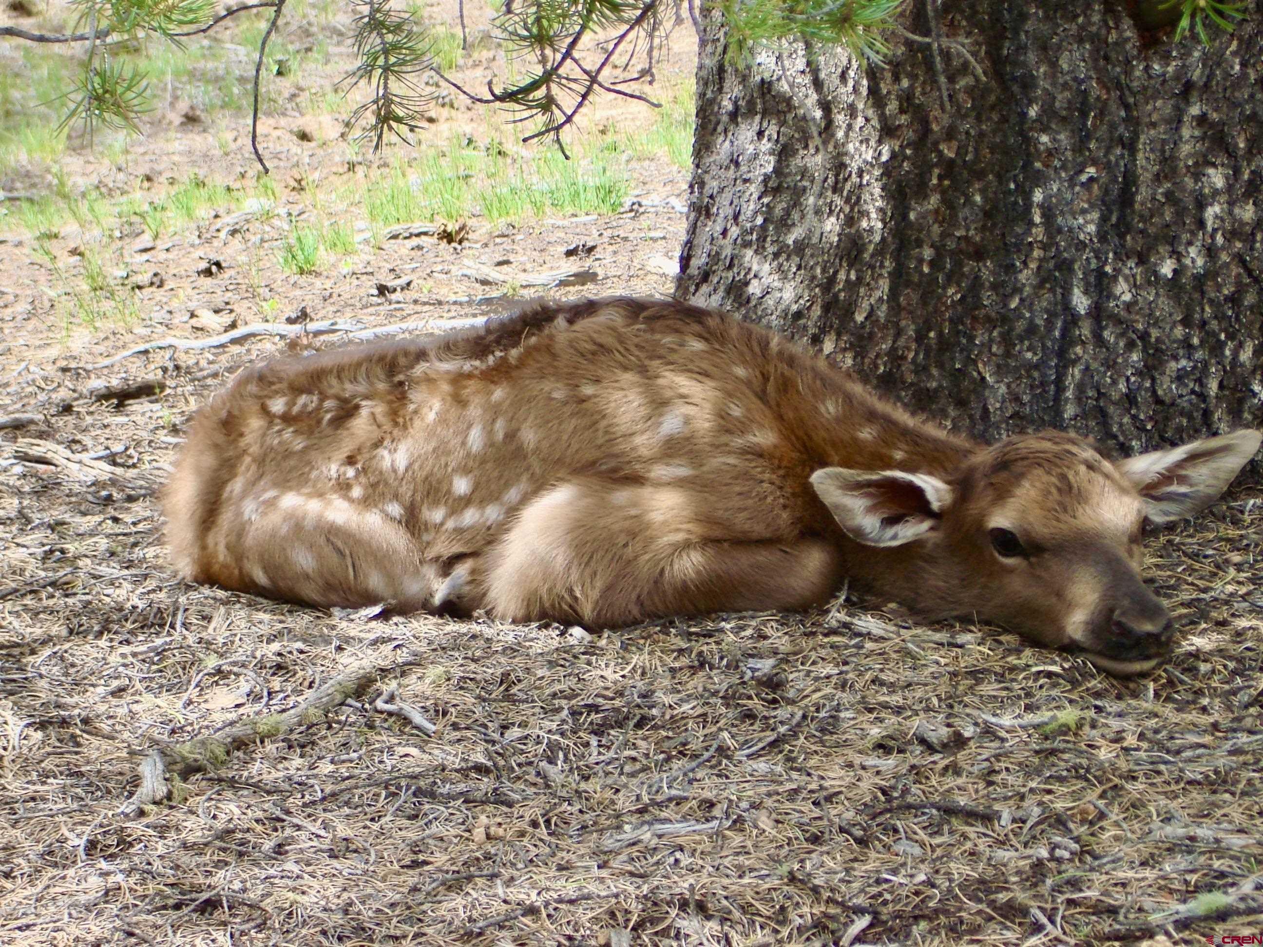 955 County Road 303, Unit CROSS CANYON RANCH Cebolla, NM 87518 - Photo 4 of 44 a view of a wooden floor