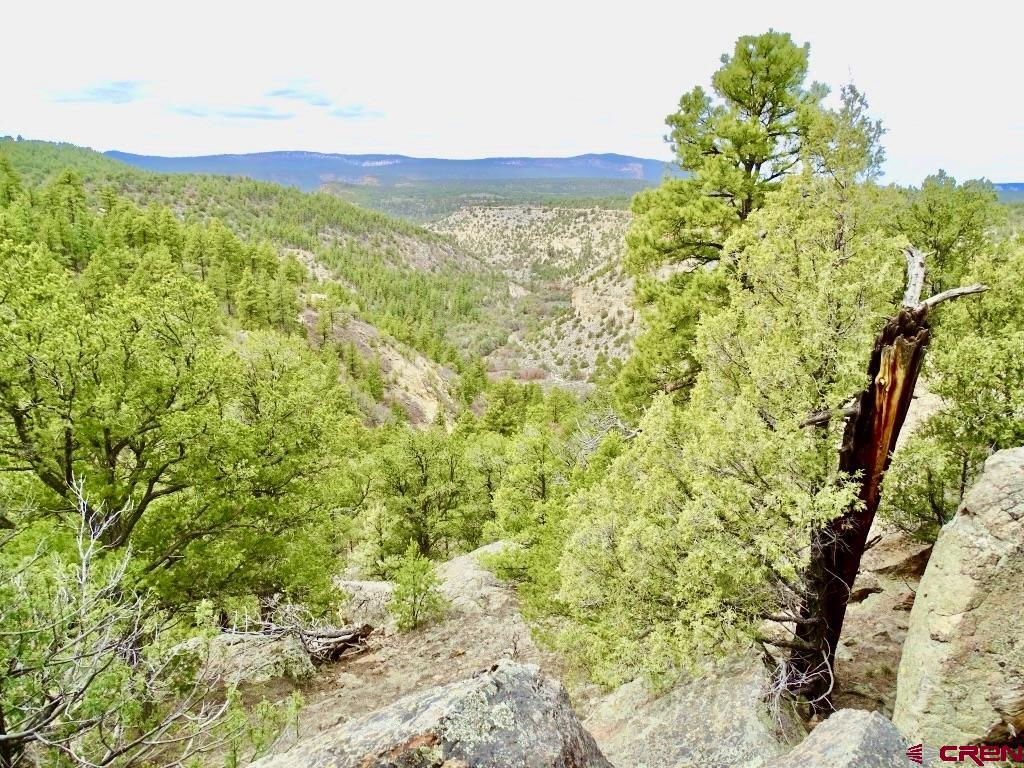 955 County Road 303, Unit CROSS CANYON RANCH Cebolla, NM 87518 - Photo 41 of 44 a view of a lush green field with a tree in the background