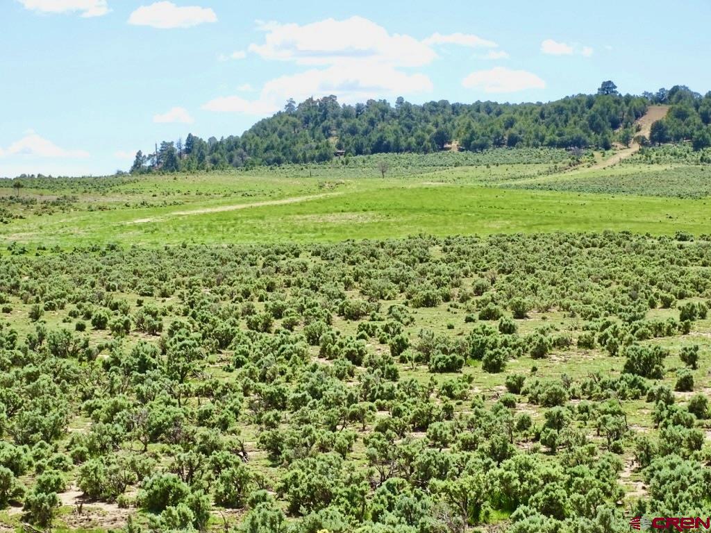 955 County Road 303, Unit CROSS CANYON RANCH Cebolla, NM 87518 - Photo 6 of 44 a view of a grassy field with trees