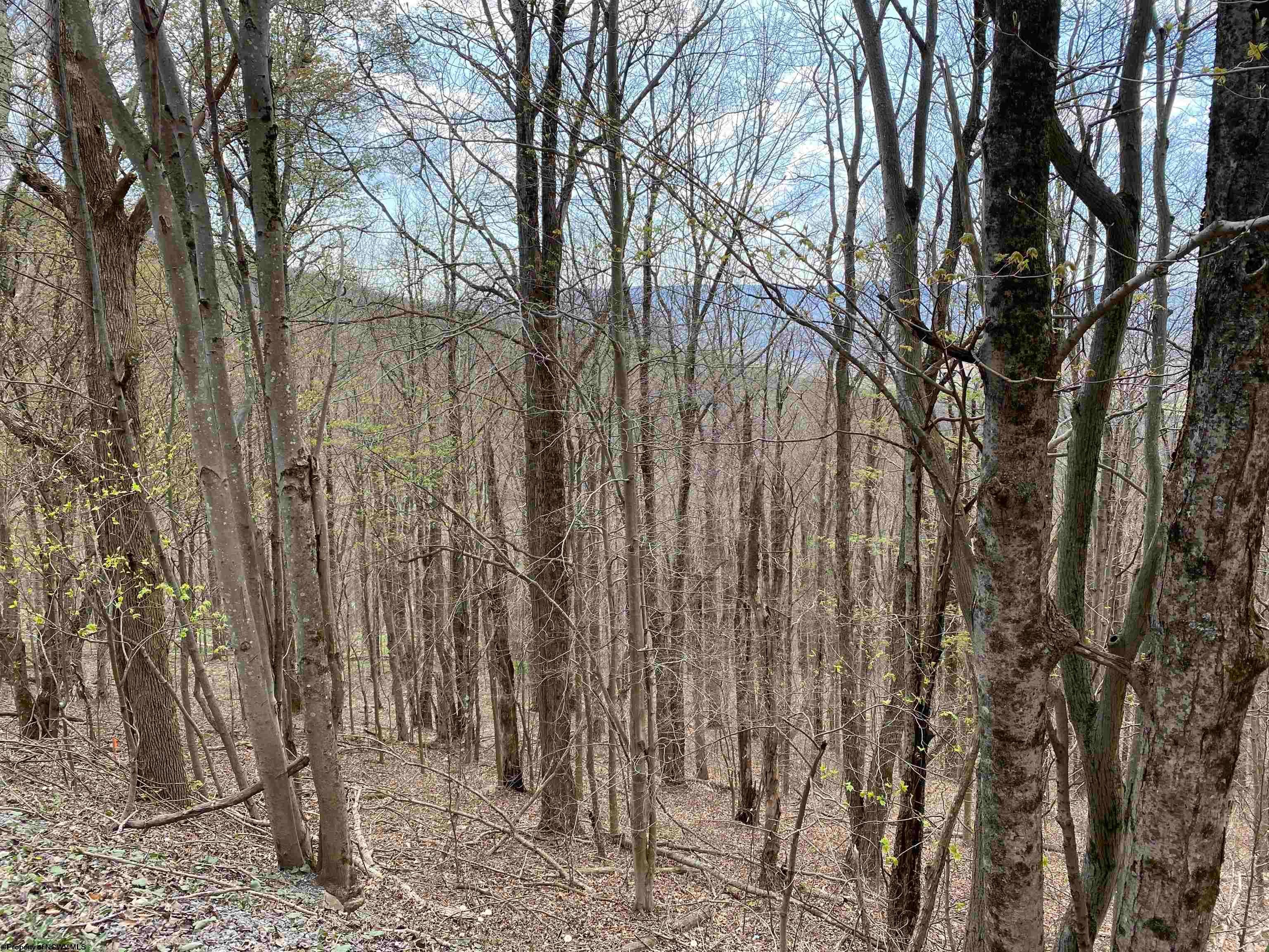 31 Mountainside Road Davis, WV 26260 - Photo 2 of 16 Gallery Image 2