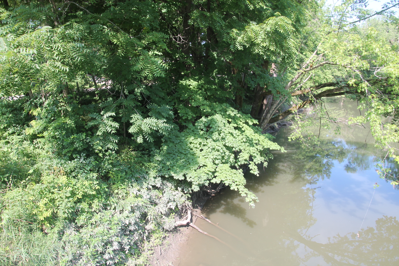 1150 N Homer, IL 61849 - Photo 5 of 32 a view of a lake with a tree