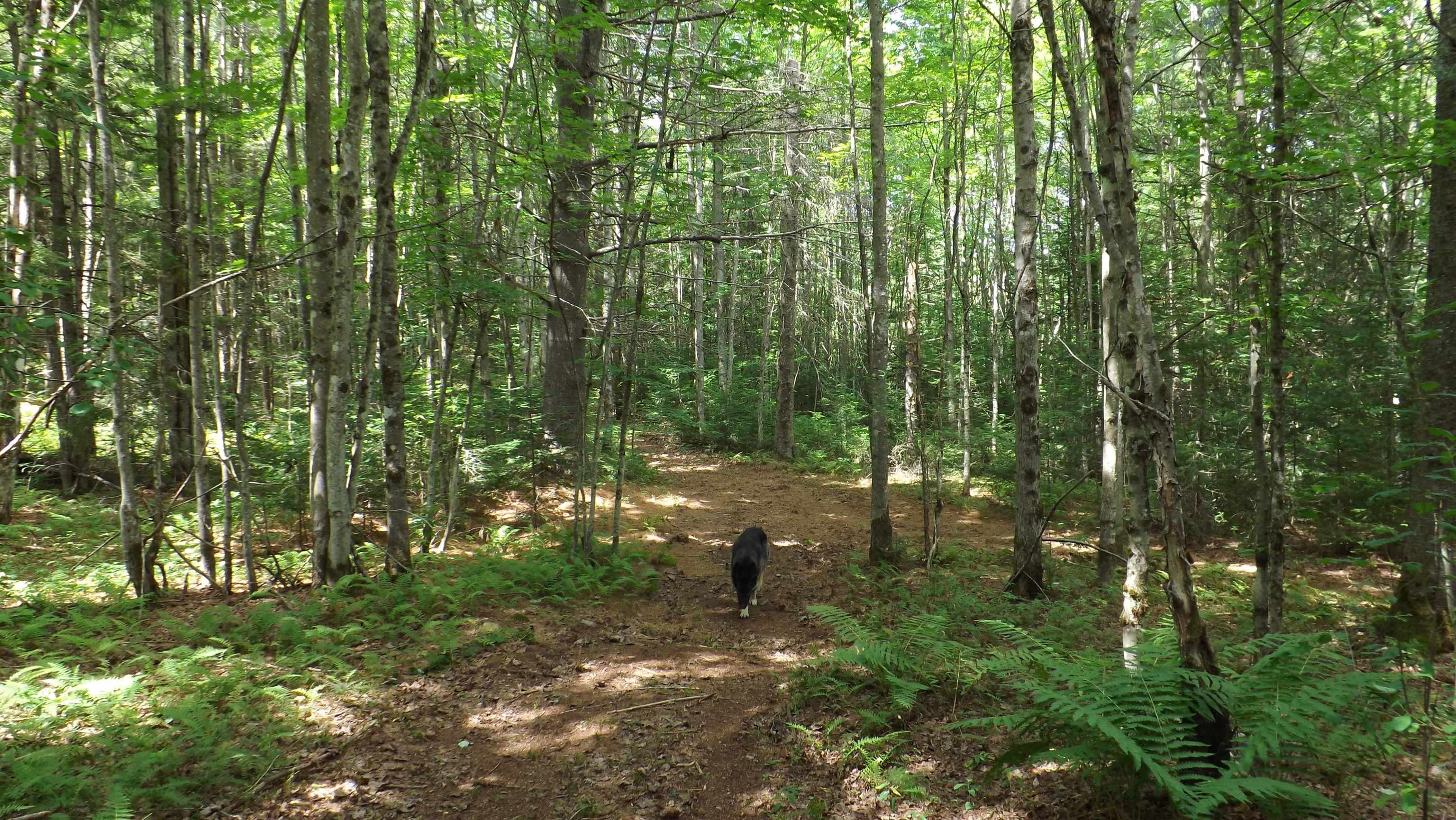 1559 Morey Hill Road Wolcott, VT 05680 - Photo 22 of 27