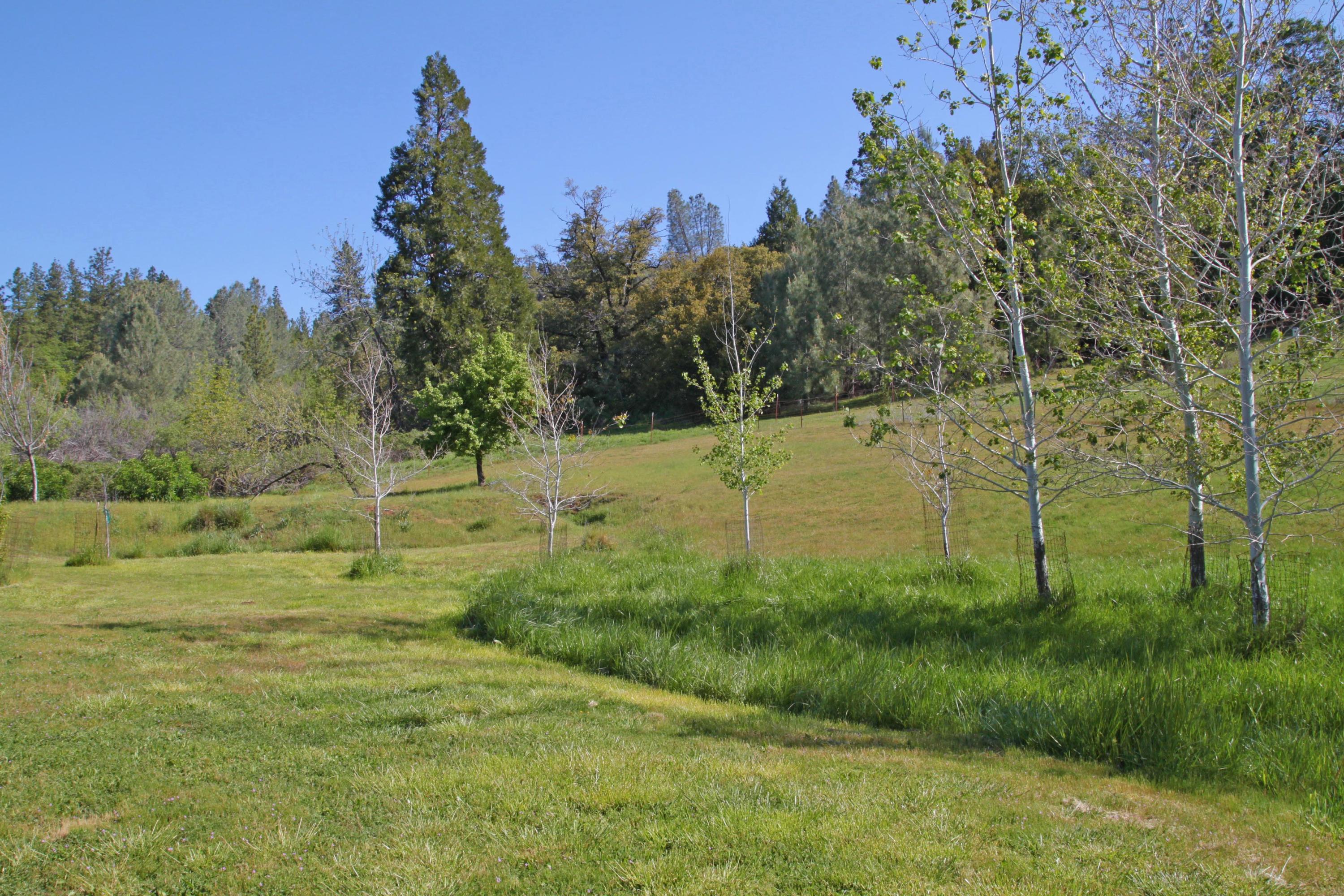 12499 Fern Road Whitmore, CA 96096 - Photo 16 of 27 a view of a field with a tree