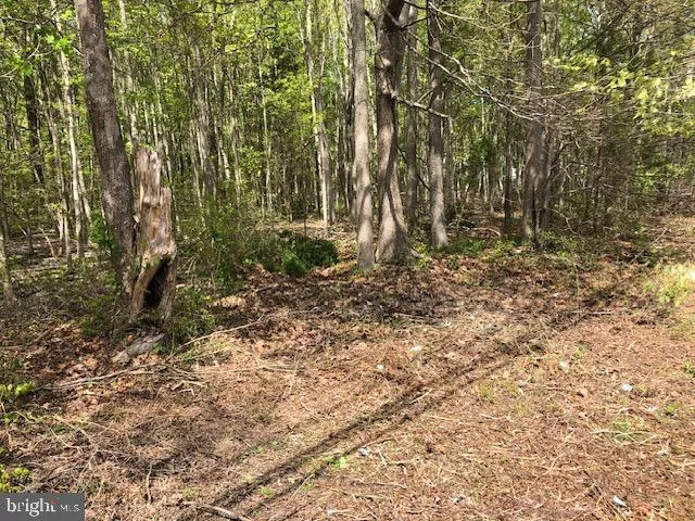 a view of a yard with plants and trees