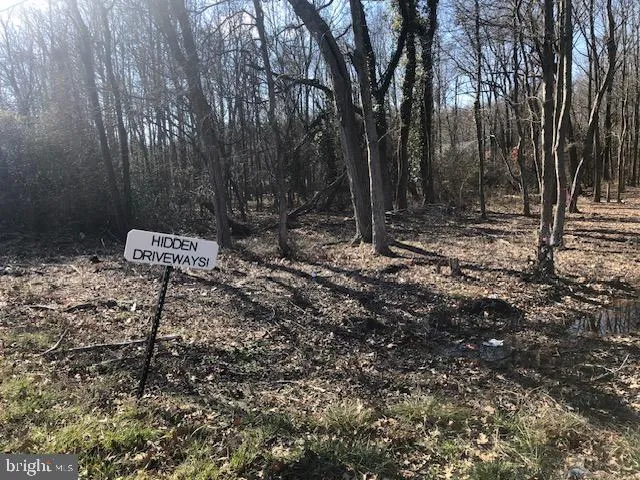 a view of a forest with trees in the background