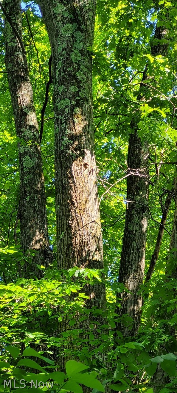 Hollis Clark Road Caldwell, OH 43724 - Photo 6 of 49