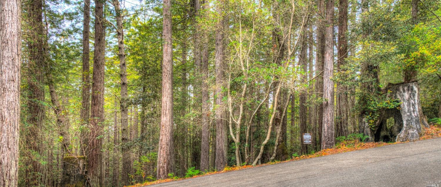 307 Moonraker Road The Sea Ranch, CA 95497 - Photo 1 of 1 a view of a row of trees