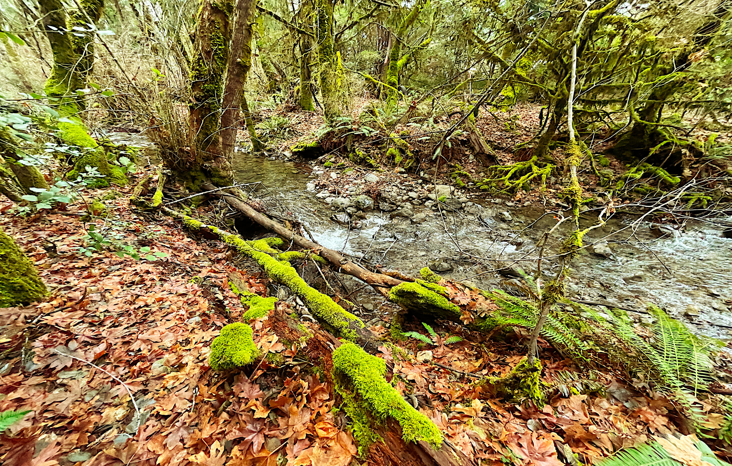 5130 Thompson Creek Road Selma, OR 97538 - Photo 19 of 22 IMG_5243