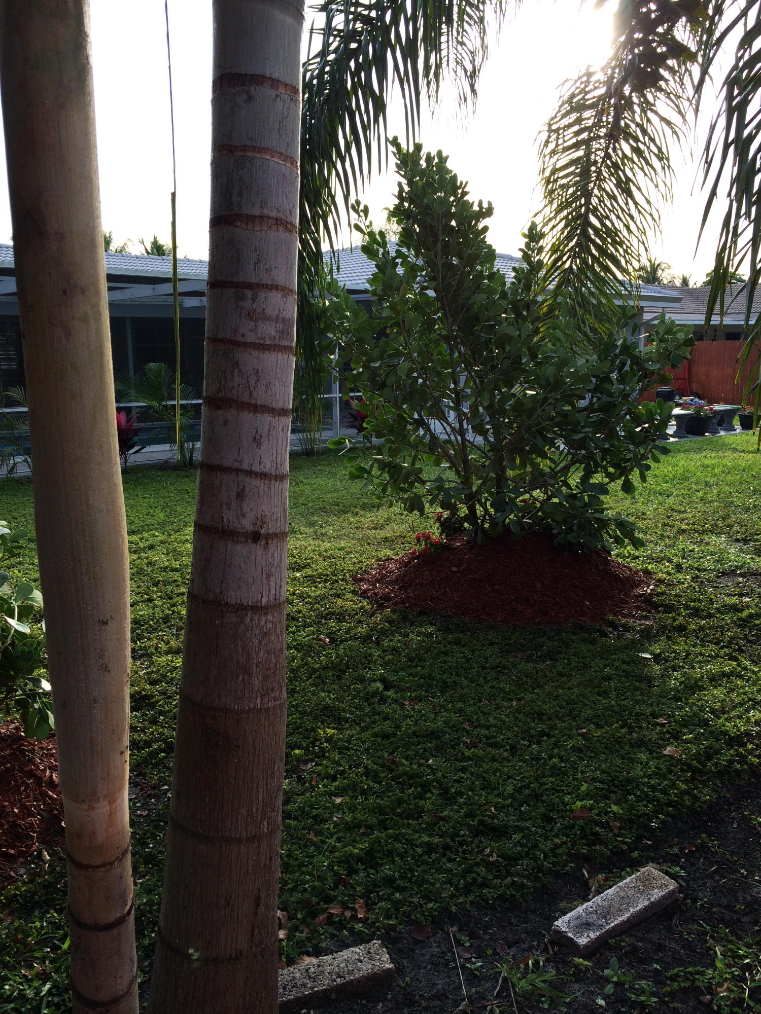 1091 Northwest 10th Street Boca Raton, FL 33486 - Photo 60 of 86 Boca trees 2015 045
