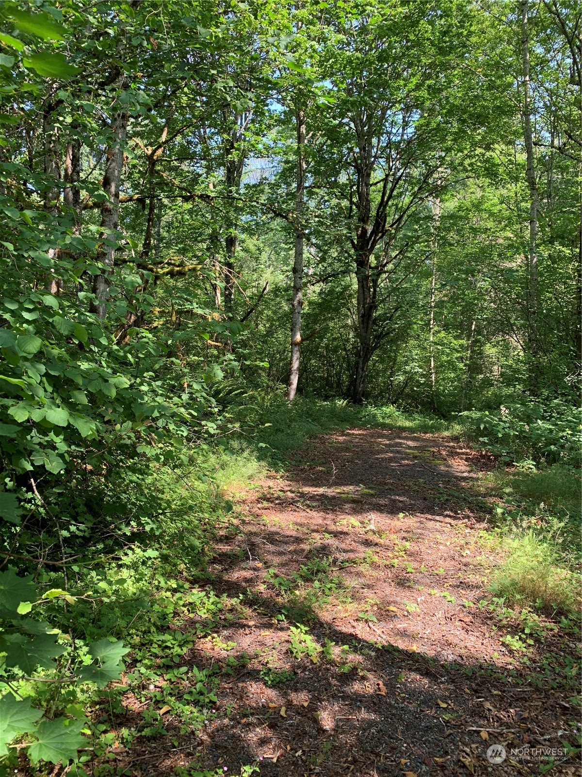 18004 Southeast Petrovitsky Road Renton, WA 98058 - Photo 4 of 7 a view of a yard with plants and trees