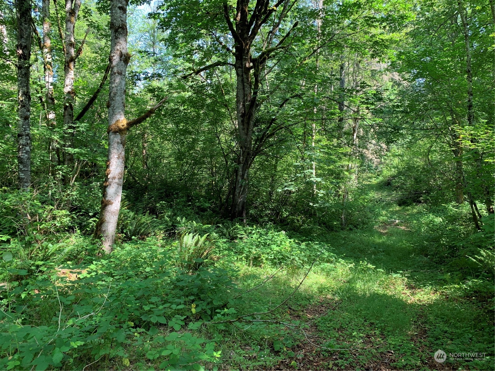 18004 Southeast Petrovitsky Road Renton, WA 98058 - Photo 5 of 7 a view of a lush green forest