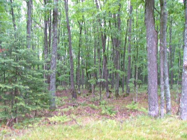 Lot 2 Wildcat Road Presque Isle, WI 54557 - Photo 4 of 8 Gallery Image 4