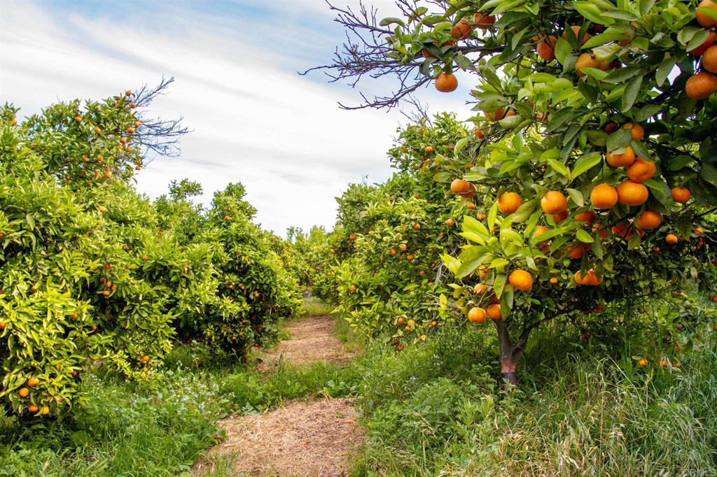 31256 Vía Puerta Del Sol Bonsall, CA 92003 - Photo 25 of 35