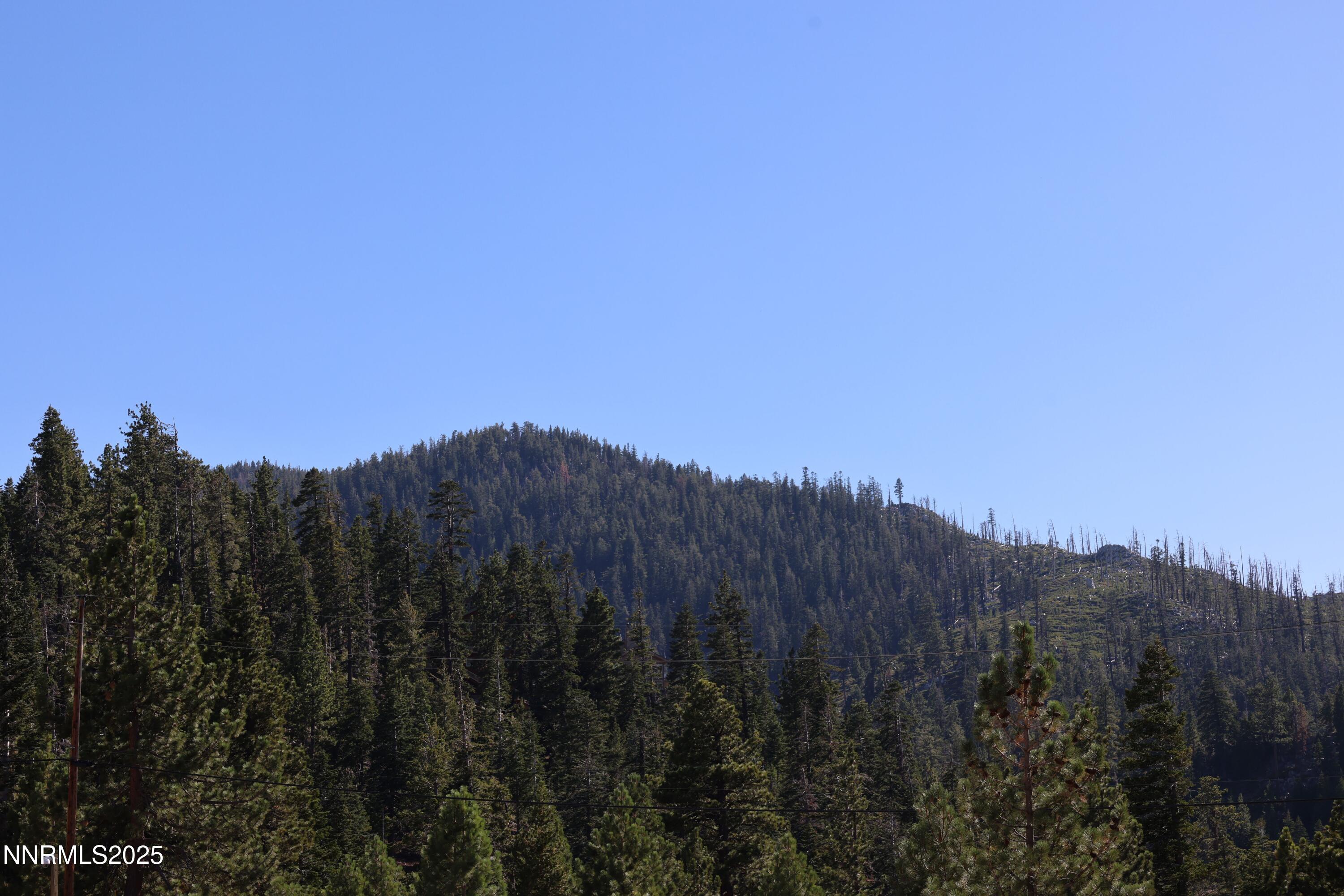 313 Tramway Drive, Unit 8 Stateline, NV 89449 - Photo 22 of 22 a view of a bunch of trees in a field