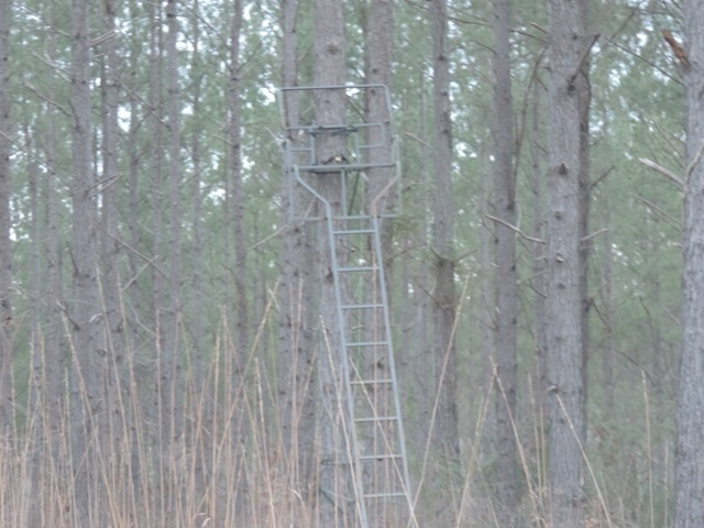 38.69-ac South Retreat Road Westminster, SC 29693 - Photo 6 of 9 Gallery Image 6