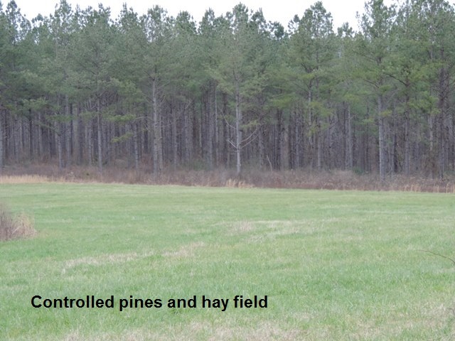 38.69-ac South Retreat Road Westminster, SC 29693 - Photo 8 of 9 Gallery Image 8