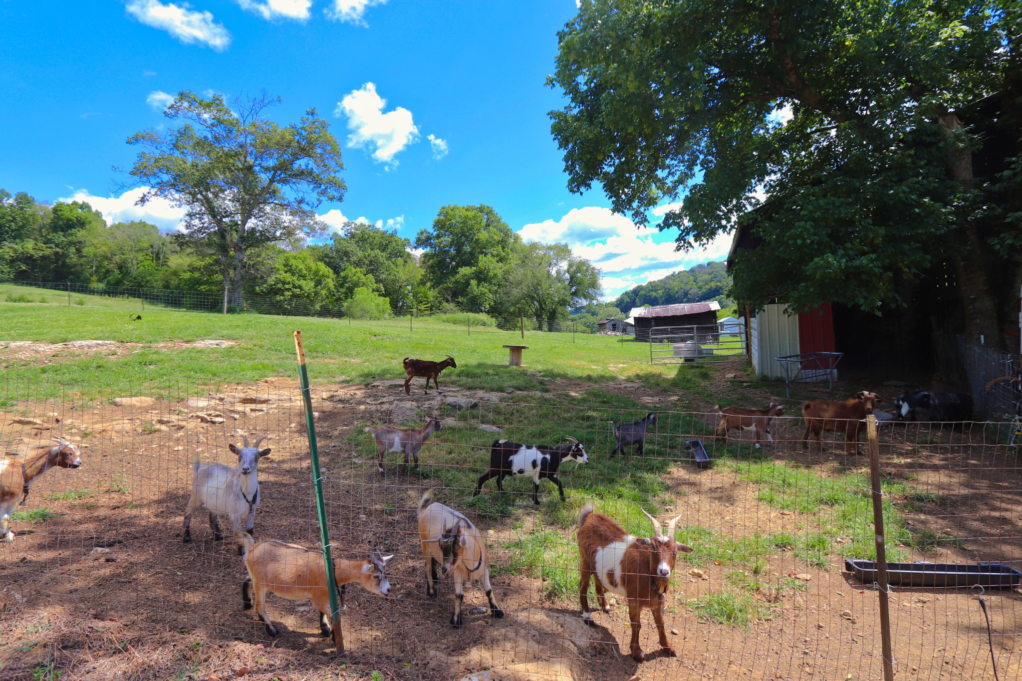 333 Little Salt Lick Road Pleasant Shade, TN 37145 - Photo 40 of 44 Gallery Image 40
