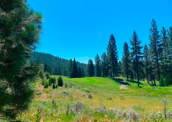 a view of a grassy field with trees in the background
