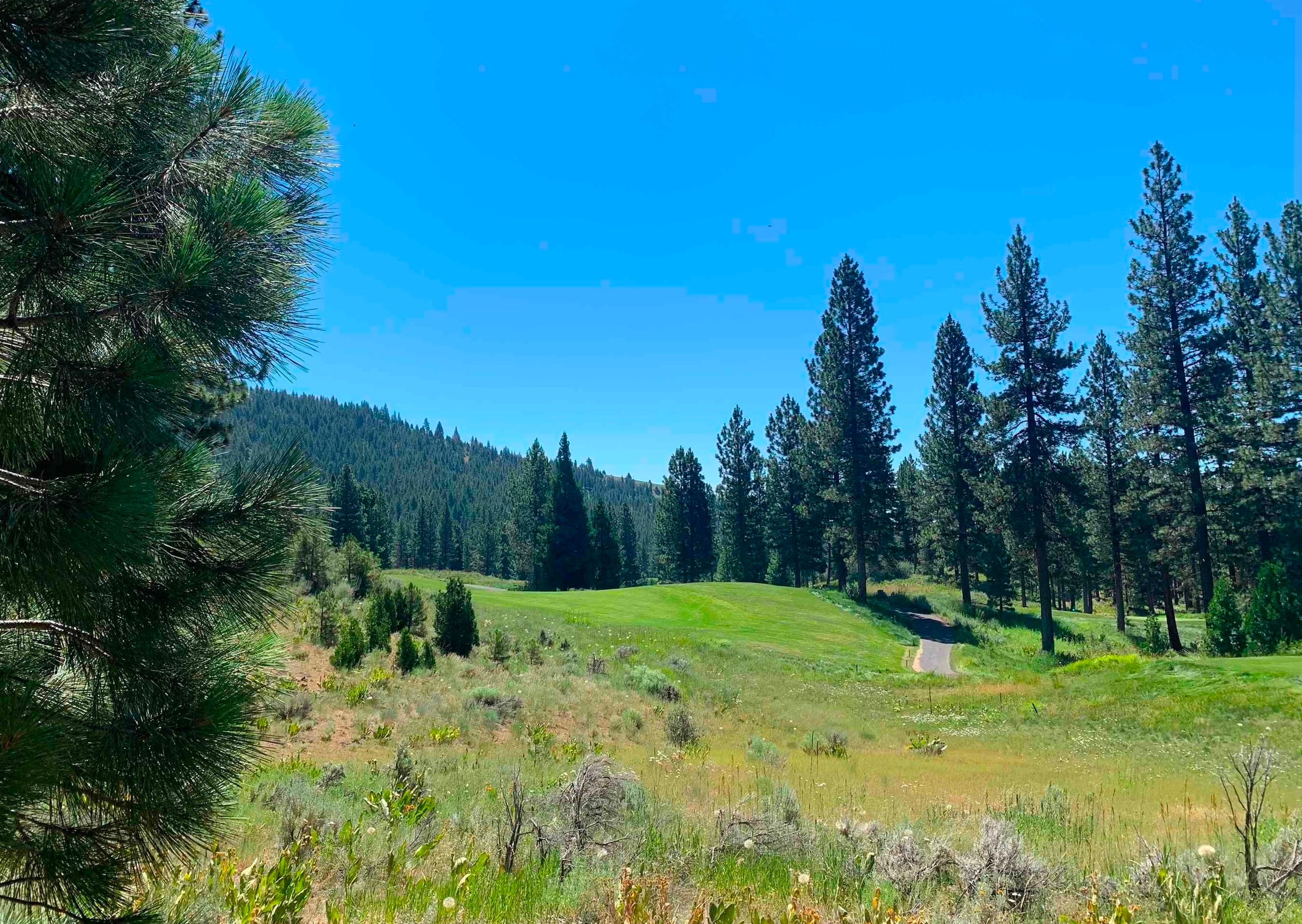 a view of a grassy field with trees in the background