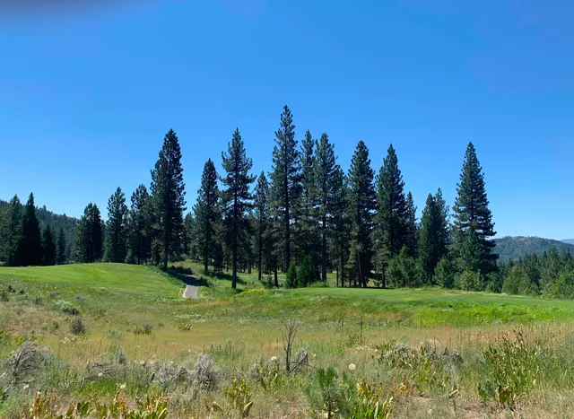 a view of a grassy field with trees in the background