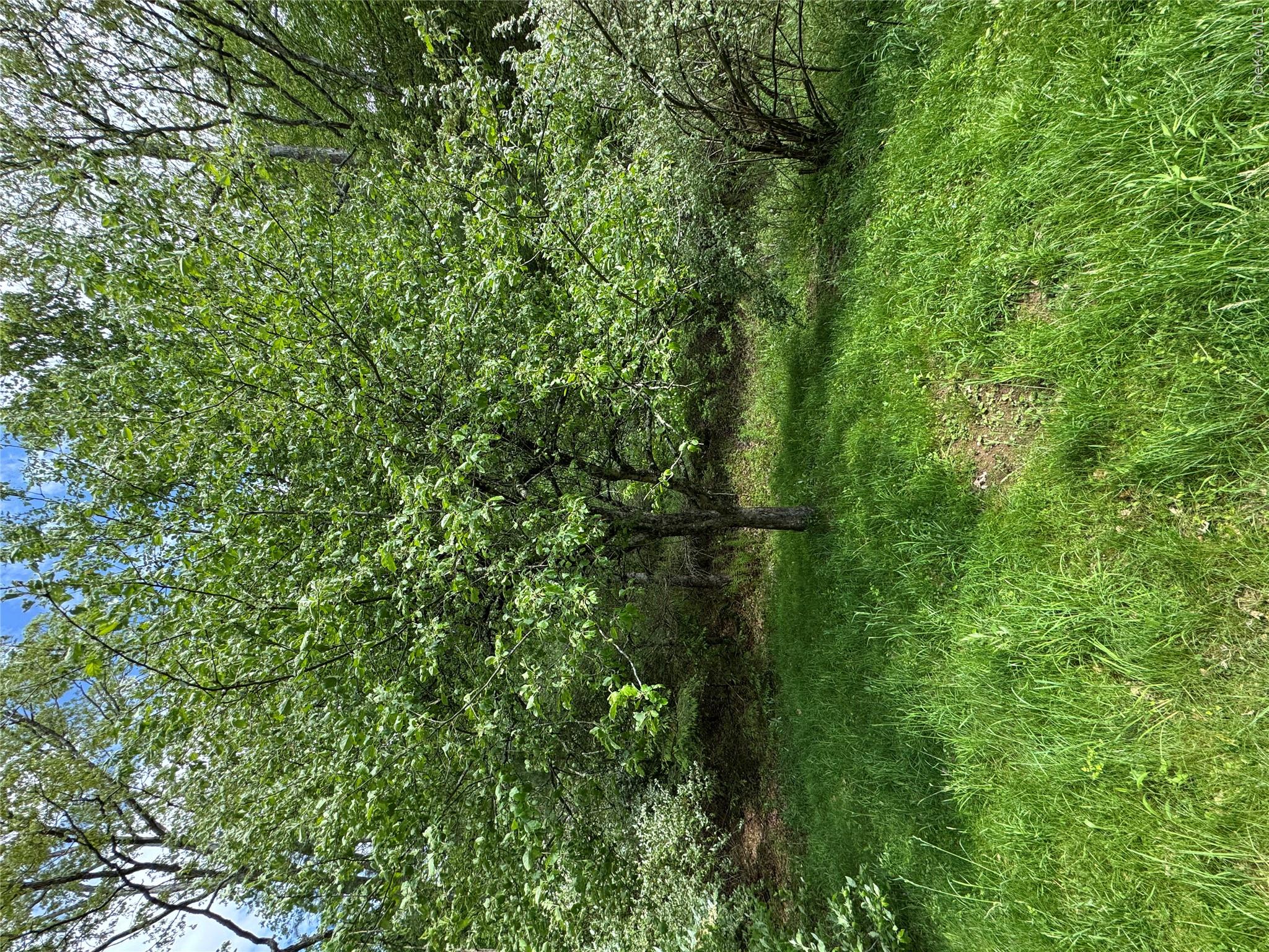 632 New Turnpike Road Cochecton, NY 12726 - Photo 15 of 28 various apple trees