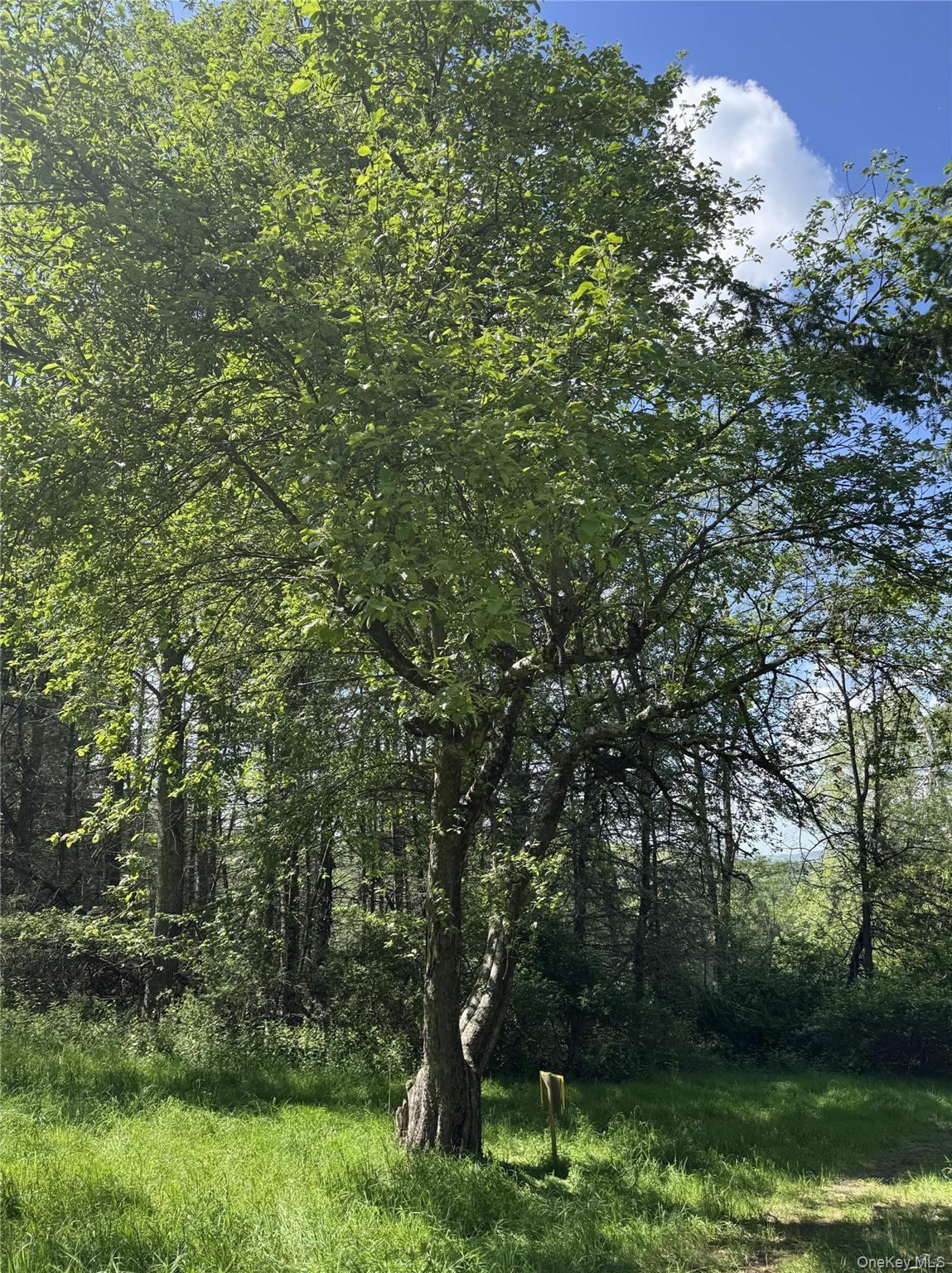 632 New Turnpike Road Cochecton, NY 12726 - Photo 16 of 28 a view of a lush green forest