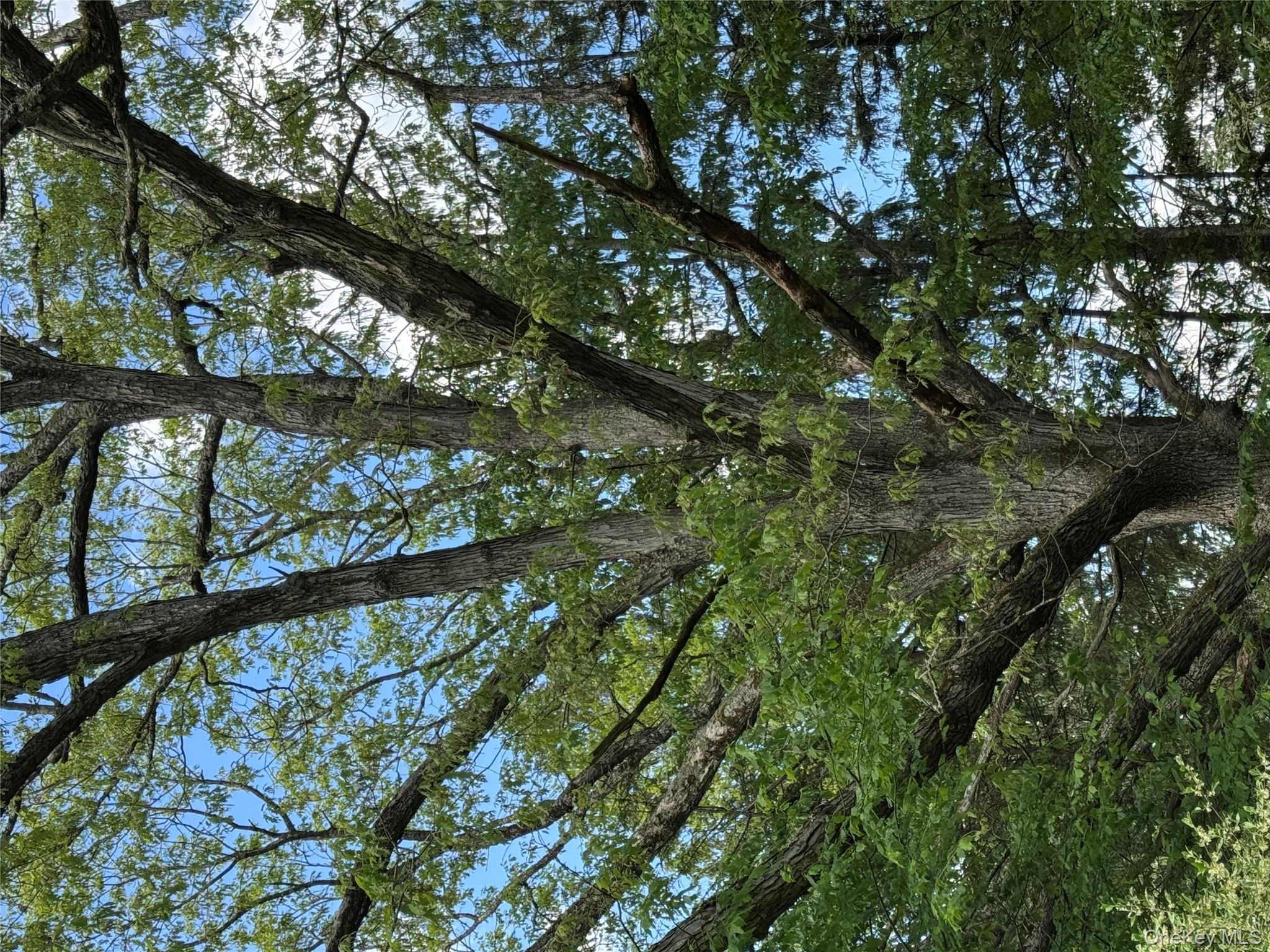 632 New Turnpike Road Cochecton, NY 12726 - Photo 17 of 28 a view of tree