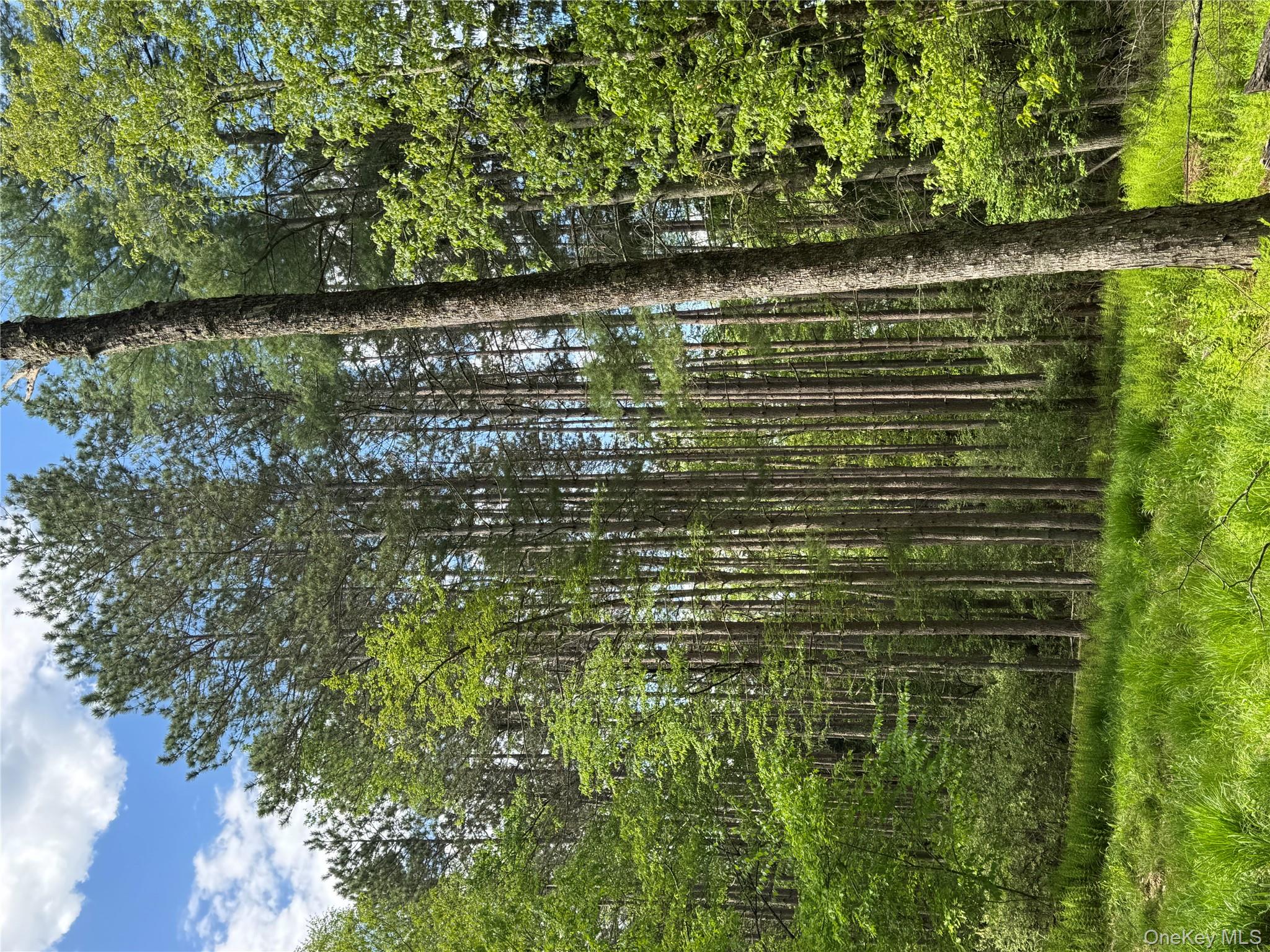 632 New Turnpike Road Cochecton, NY 12726 - Photo 24 of 28 a view of a garden