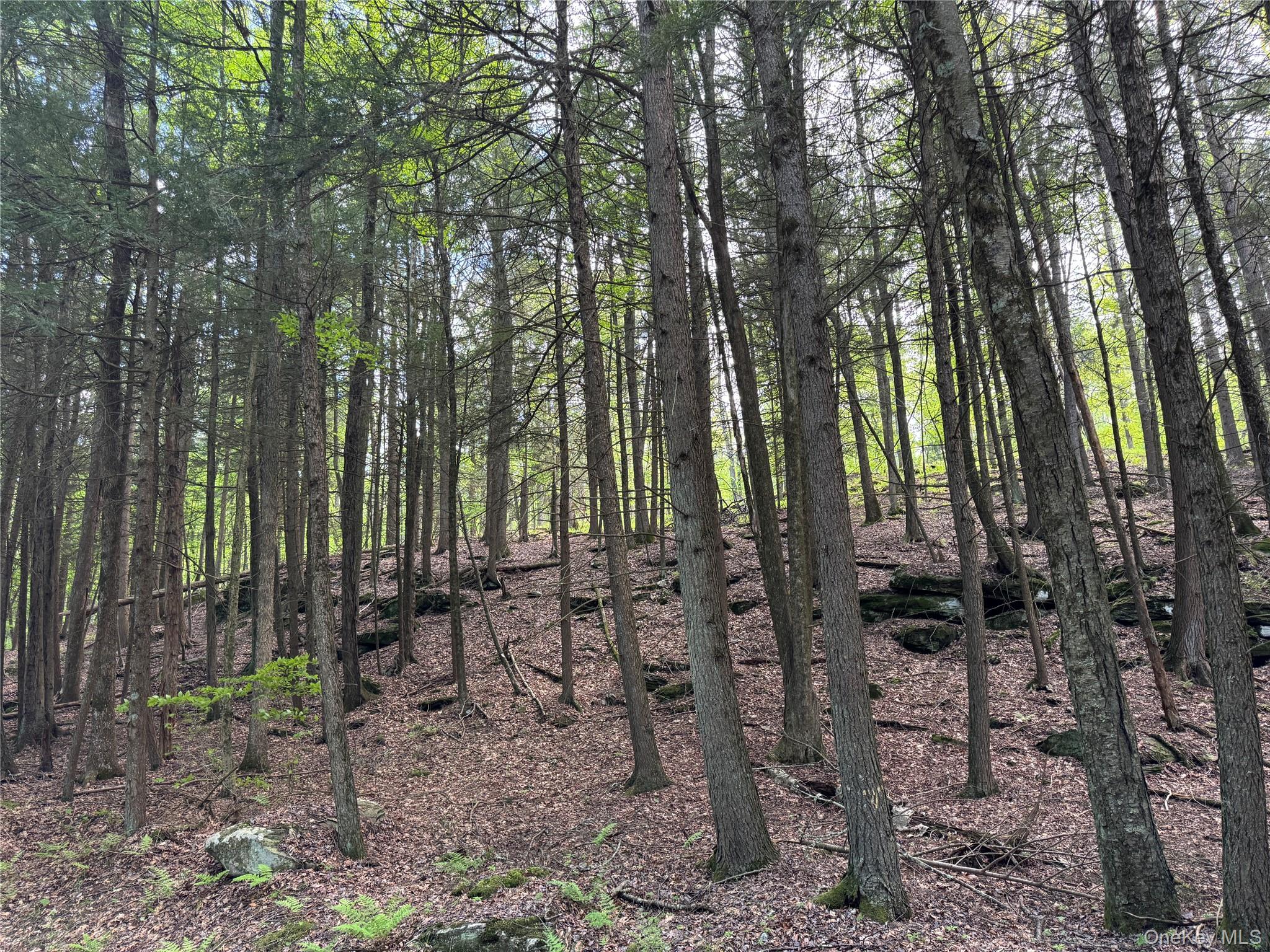 632 New Turnpike Road Cochecton, NY 12726 - Photo 25 of 28 a view of outdoor space with lots of trees