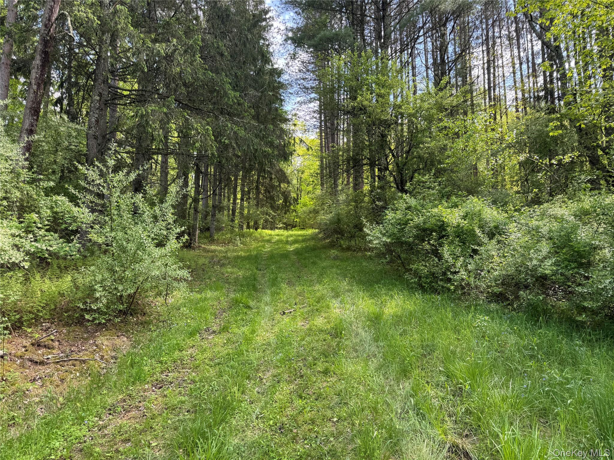 632 New Turnpike Road Cochecton, NY 12726 - Photo 3 of 28 a view of outdoor space and trees all around