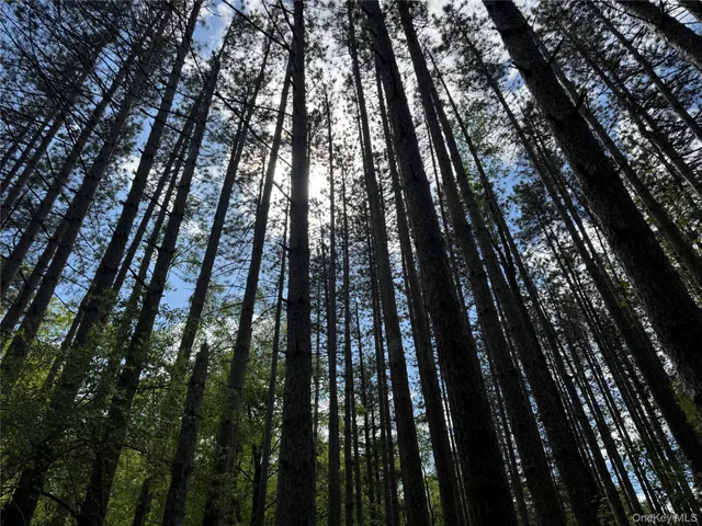 a view of trees in between the house