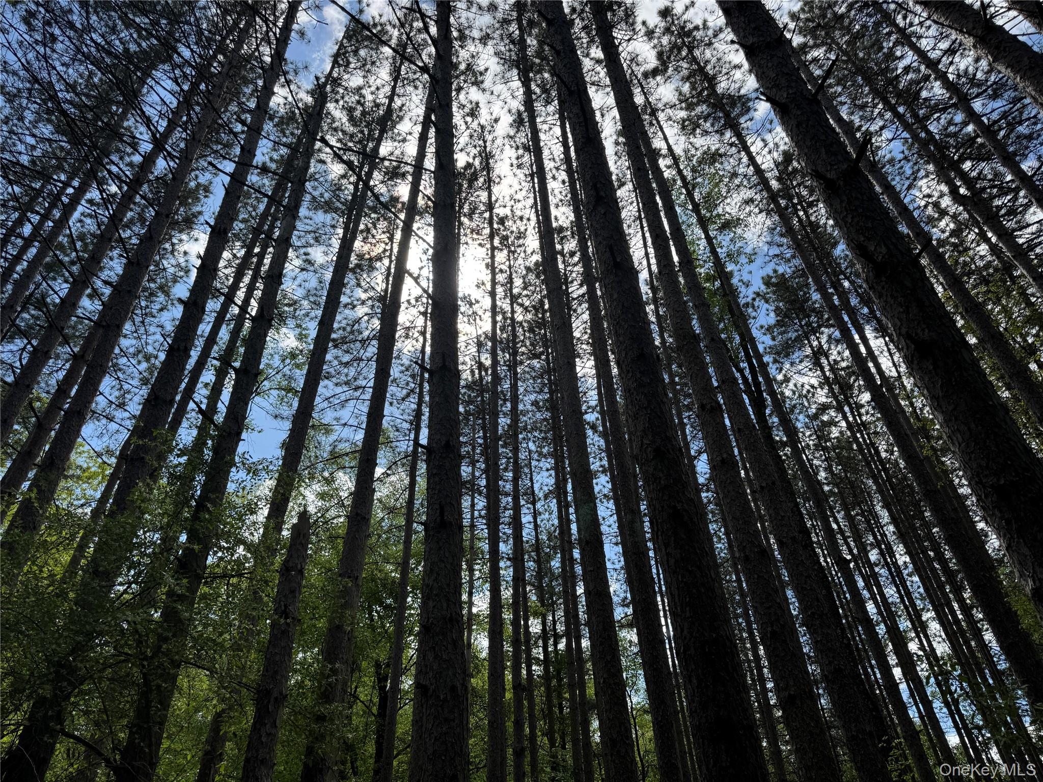 632 New Turnpike Road Cochecton, NY 12726 - Photo 5 of 28 a view of trees in between the house