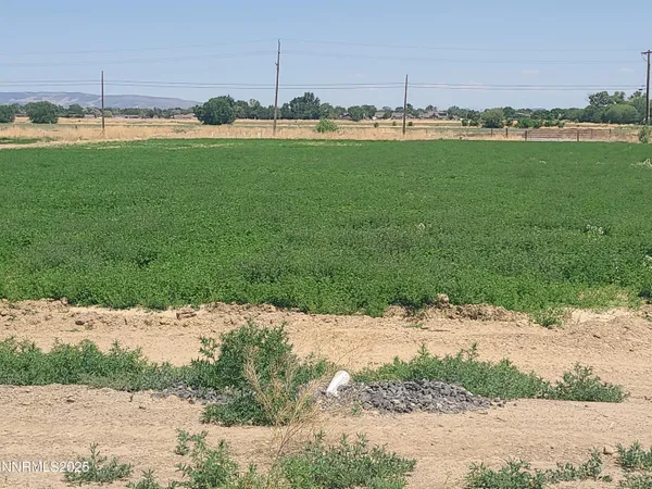 a view of a green field with lots of bushes